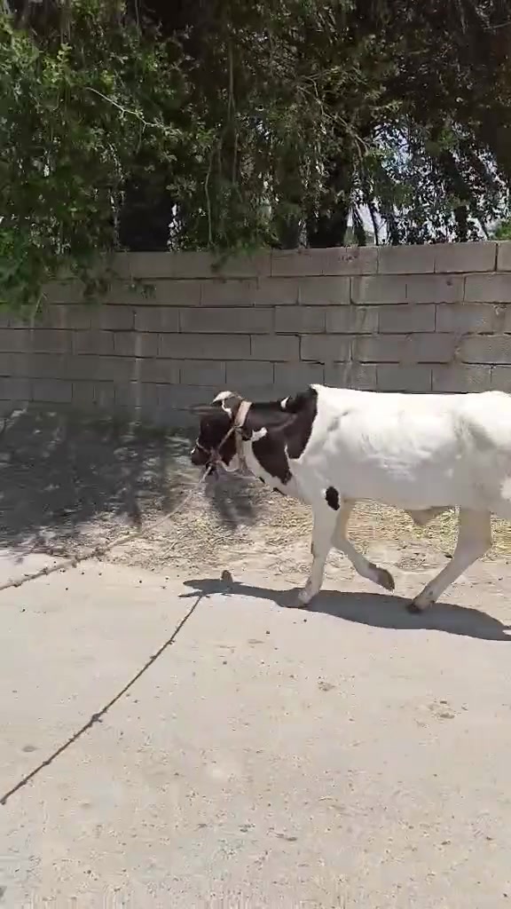 يالله سلام عليكم اخوان
عجل حلو يرهم ارباط ويرهم اكصابه شرط الصحا الي يريده يتواصل وياي وبل خدمه المكان واسط الشحيميه قريه 10
***********
