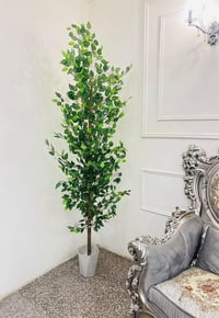 شجرة فكس • مترين • توصيل بعد العيد