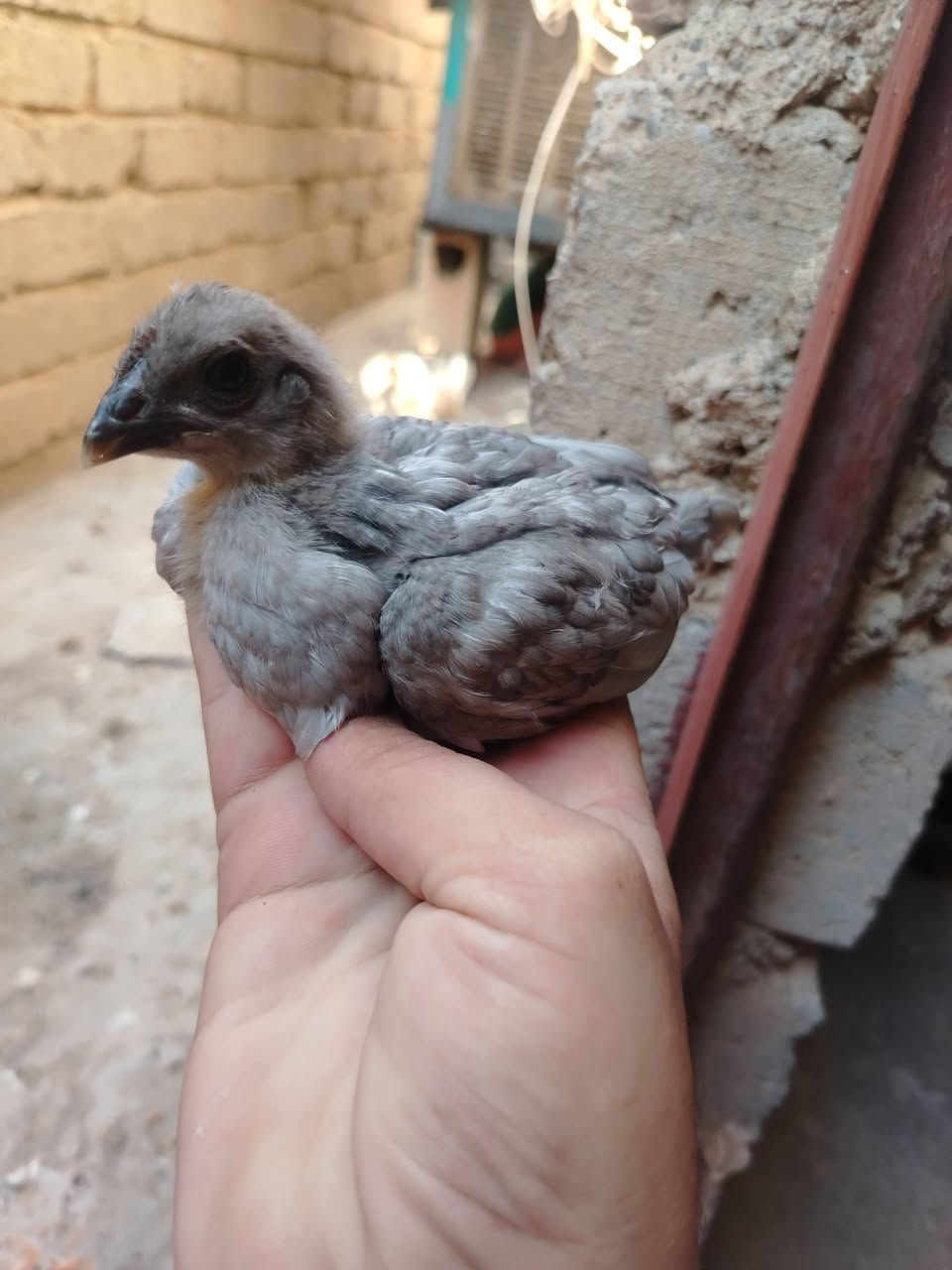للبيع دجاجات عرب نضيفات وبياضات عدد ٤ مع دجاجه وافراخها ٦ فراريج بيهن رصاصيات واحد منهن مودلي ديج مكاني العلم للاستفسار ***********
