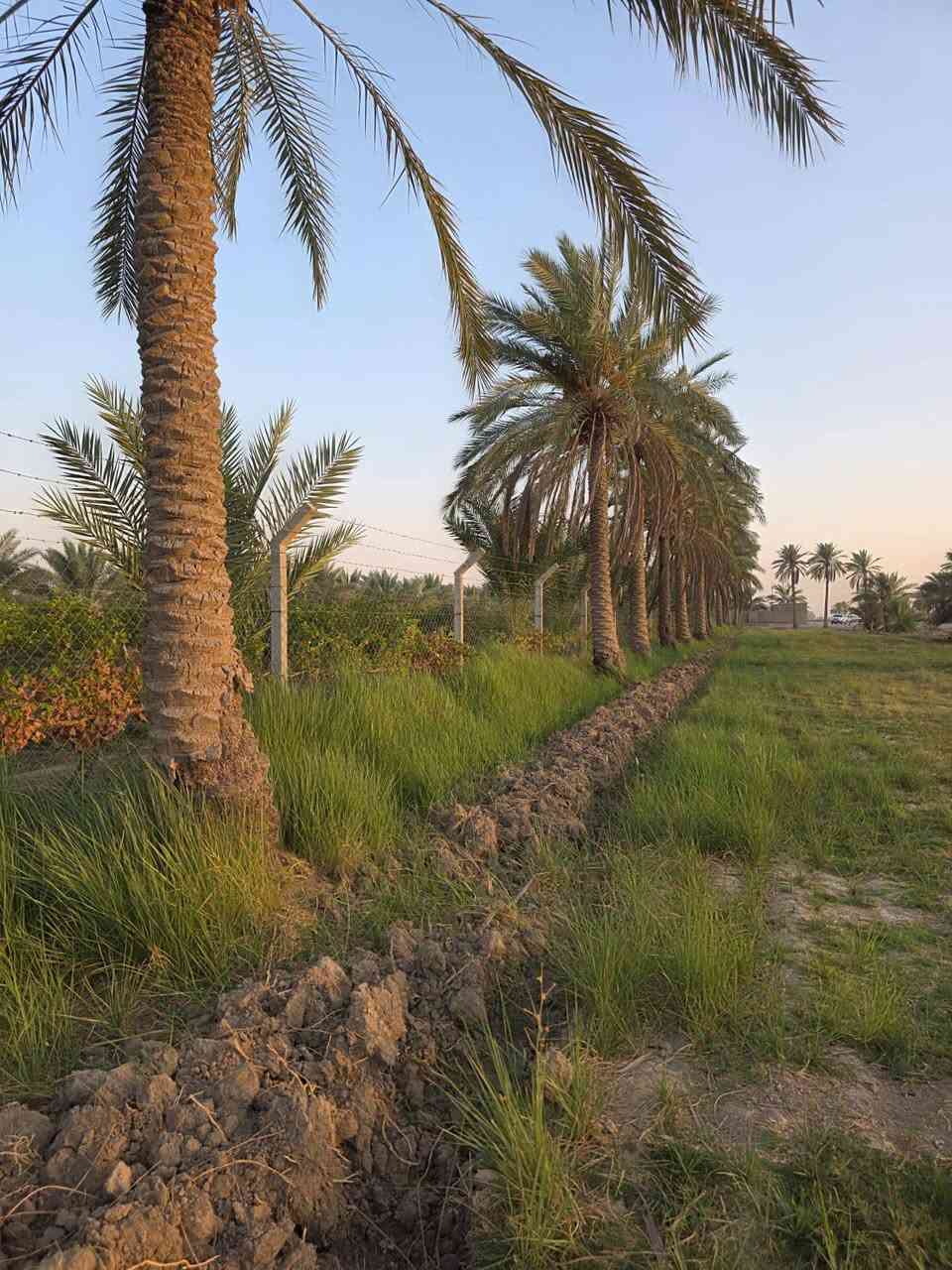 السعر للدونم الواحد 36 ))
مزرعه تتكون من 8 دوانم بالفلوجه منطقة الشهابي مقاطعه 13 خلف معمل السمنت يم مجمع الماسه الجديد قريب على جامع المصطفى ﷺ 
صايره على شارعين وبيهه مياه اساله وبيهه بير ارتوازي ومسيجه بالكامل BRC 
الارض كلش حلوة مثل ماموضح بالصور 
بيهه نخل وزرع. 
للاستفسار يرجى مراسله الرقم على الواتساب 
+9647886914614(غير متوفر بالخط فقط واتساب))


**إذا كنت صاحب هذا الإعلان وتريد حذفه لأي سبب، رجاءا أرسل رسالة إلى الدعم الفني**