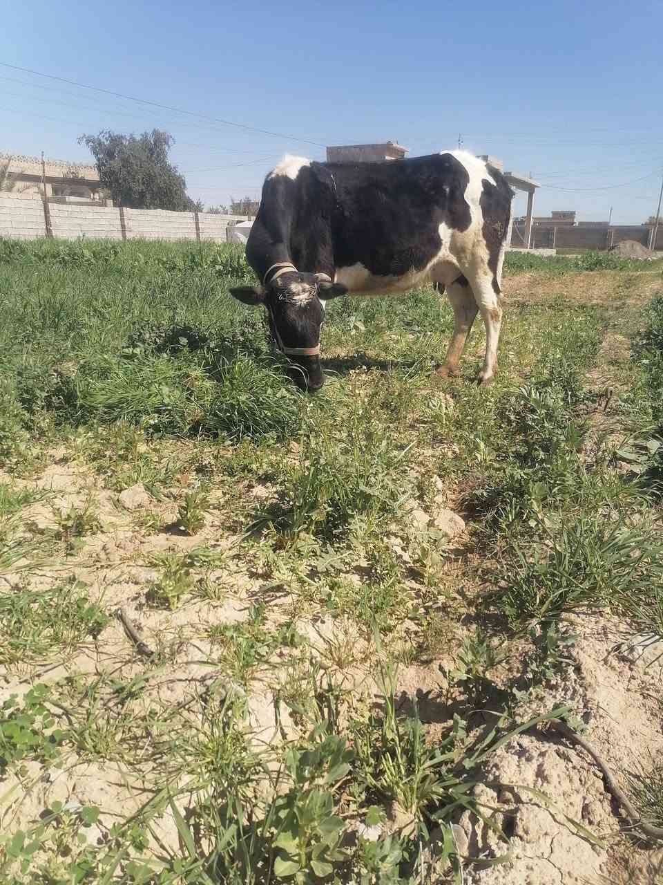 السلام عليكم يوجد بكره للبيع السعر مليونين وميه وعشره ثاني بطن المكان شاطي الجدر والاستفسار ***********
