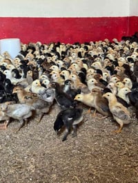 متوفر صواصي عرب العمر شهر مال هذا الموسم ماخذ لقاح كامل وصحة جيدة جداً...