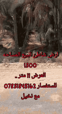 شاطئ الحواتم • ١٣٠٠م • نخيل