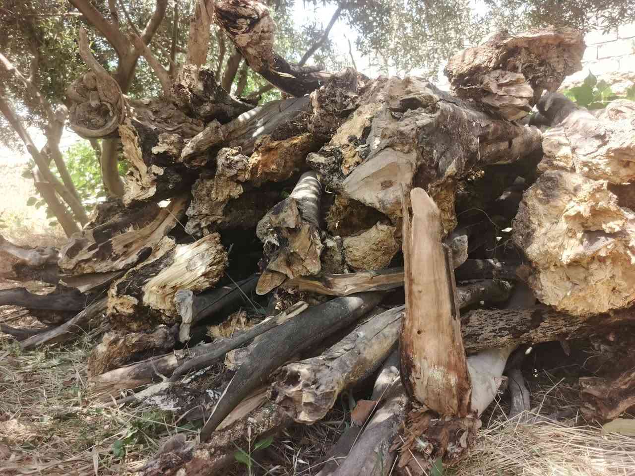 عندي خشب لبيع (حمل كيا)
جماعة المطاعم... مواكب
جماعة السمك.. الي يريد  تفضل خاص.....اتصل عل رقم  (حمل كيا (١٥٠ الف ) 
***********
