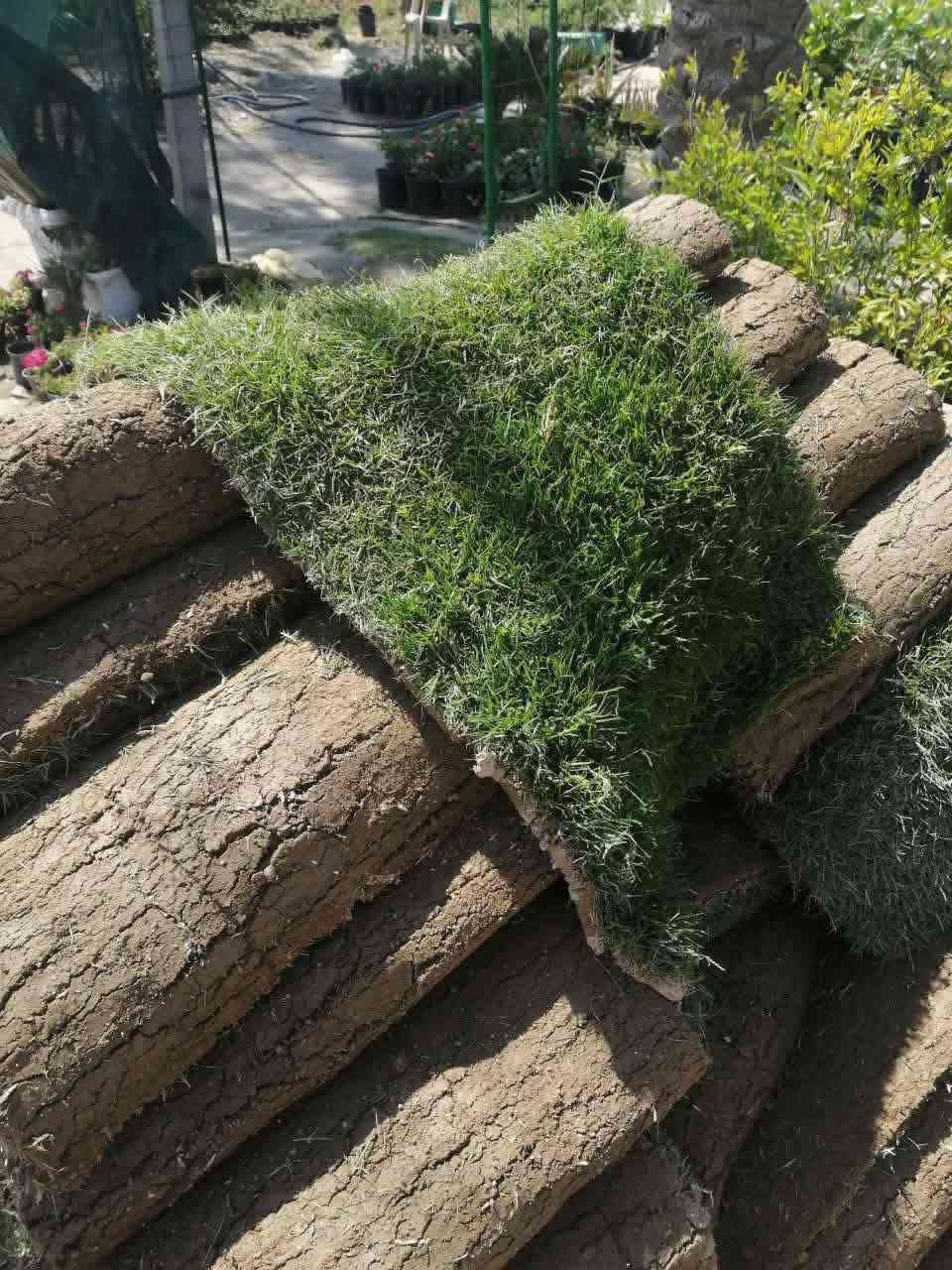 موسم خير ورزق حلال. يالله
مع بدايه موسم الربيع لعام 2026
تم نشاء حديقه رقم (8) خلال هذا لشهر
#حديقه_الاخت_دكتوره_ام_ناريمان
في الحله /الخسرويه
للاتصال او مراسله وتس اب ***********
#ضمان_العمل_10_سنوات
#متابعه_مجاناا_4اشهر

#اخوكم المهندس الزراعي
@إشارة
