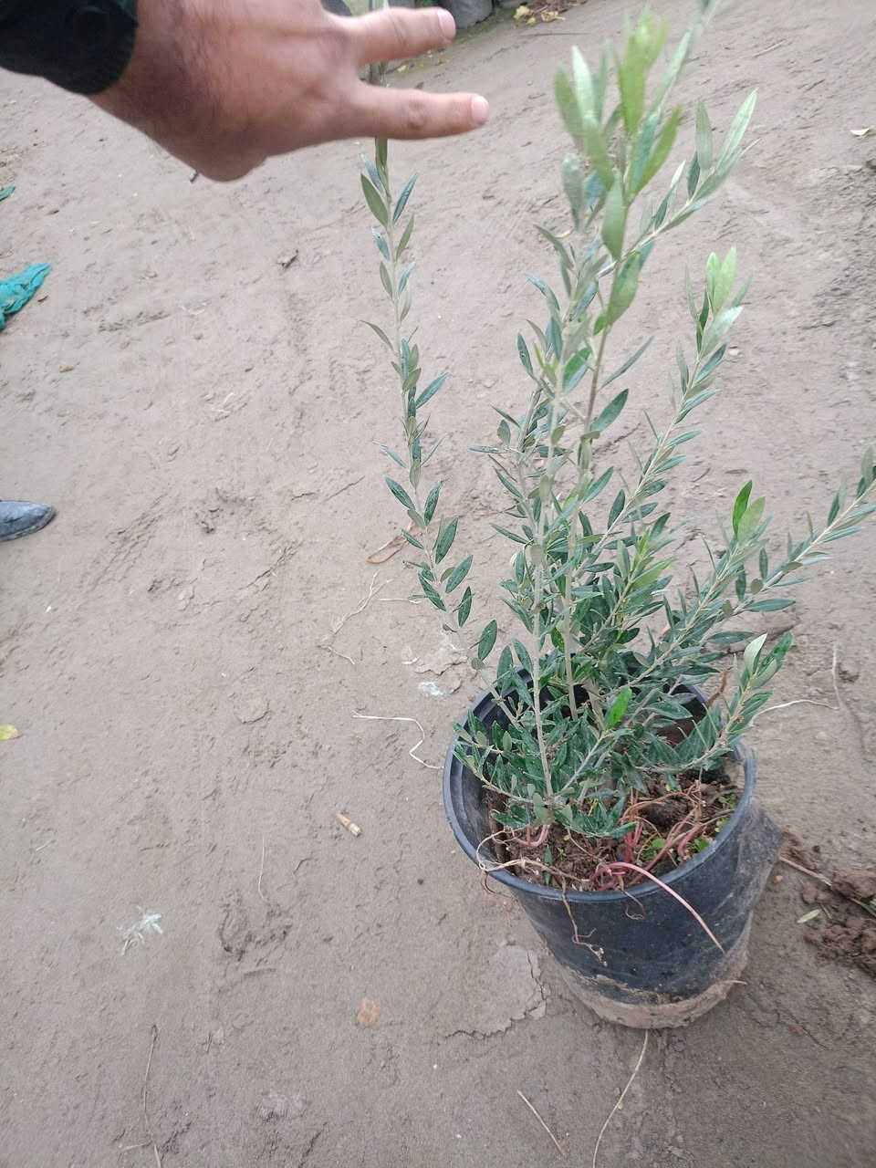 مشتل كرار الزراعي 
يتوفر 
الاكاسيه مصريه حجم كبير محرك سعر 3٫750
البيزيا البخ كيس سعر 2٫500
زيتون الكرونايكي يوناني صنف عالي زيت نسبه 38%
امايات ضمان للحمل للمده اقل من سنه سعر كميه محمدوده بيهن العدد 20شتله حجم سندان 26 
سعر 35٫000
تحياتي الكم احبتي متابعين 
العنوان بغداد الكريعات يم وقف سني 
واتساب ***********
