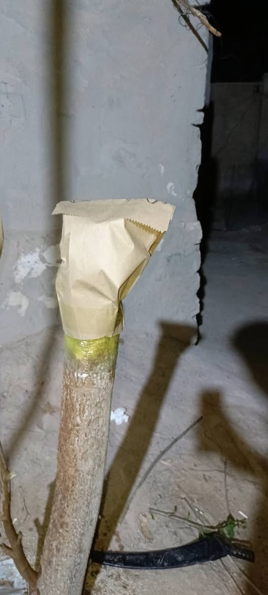 السلام عليكم المكان شاميه للتطعيم السدر‏‪***********
