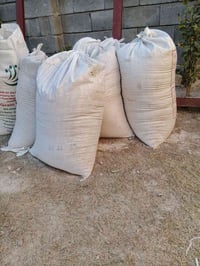 جص • جزيره الخالديه البوبالي • ٦ كواني