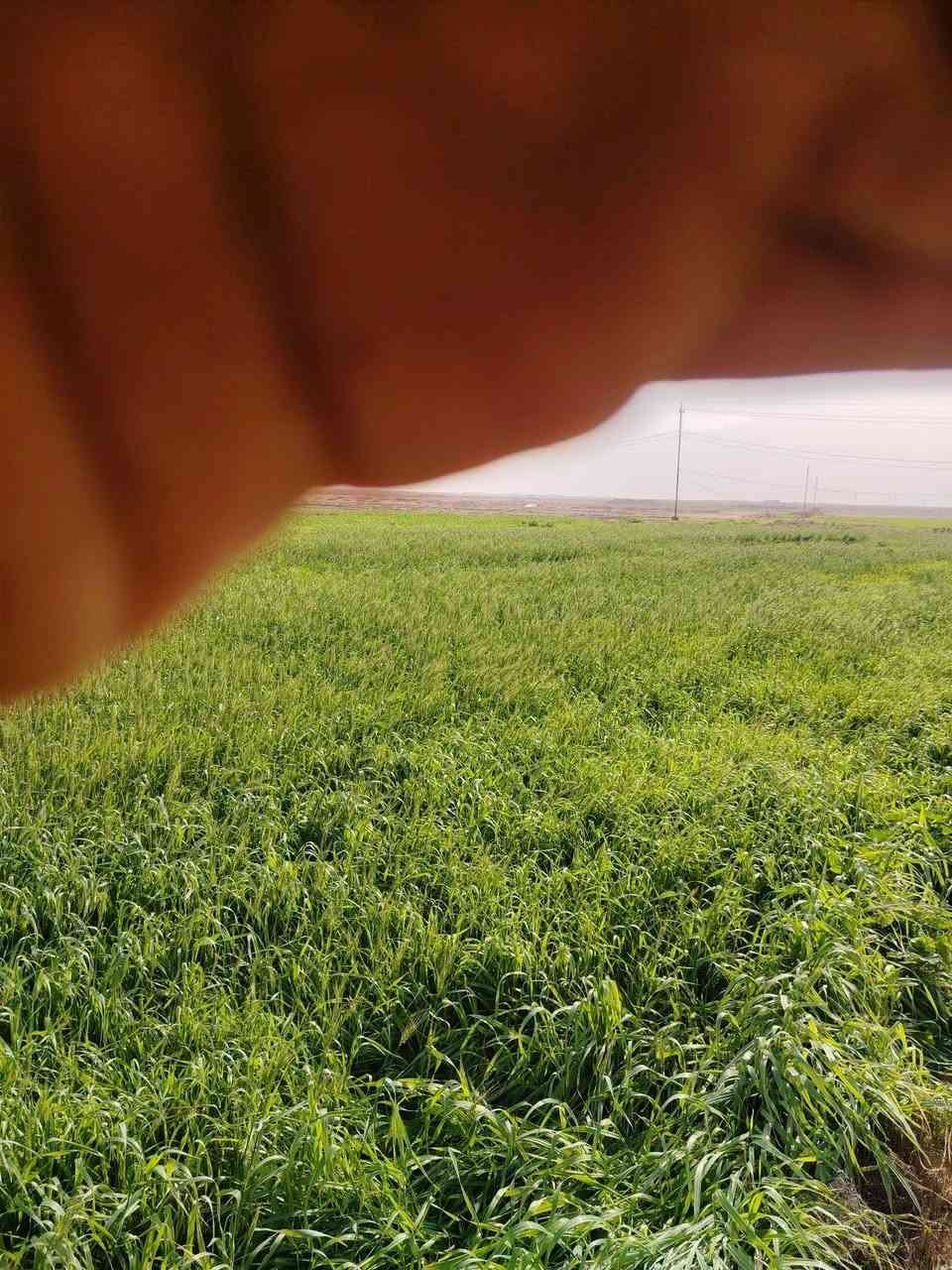 االسلام عليكم  كصيل البيع  مساحه 33دونم خير من الله السعر ع سره الماشي  مكان رحاب قرب ال  مدرسهه
تواصل عبره رقم الهاتف  ***********
