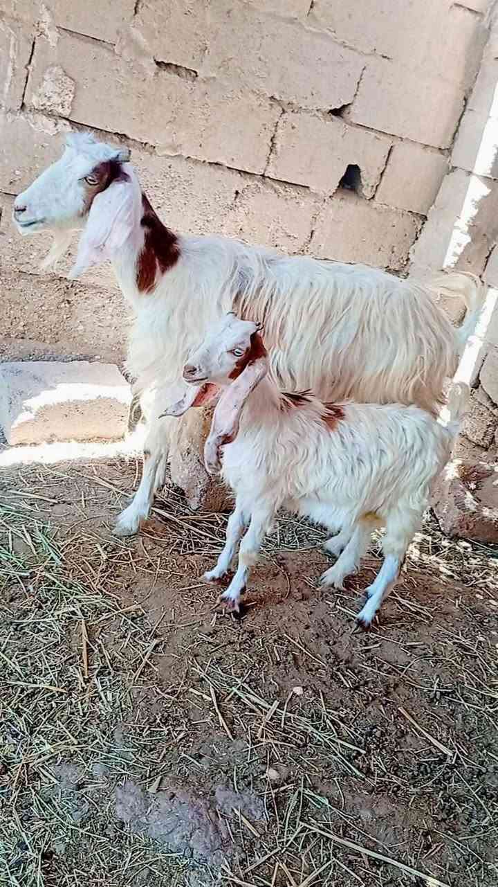 سعرهن👈 ب450 👉هنه وفروخهن ♥️
مطافيل اول بطن جواهن نثايه ((وحده ترهيم )) مكان الشطره ***********
