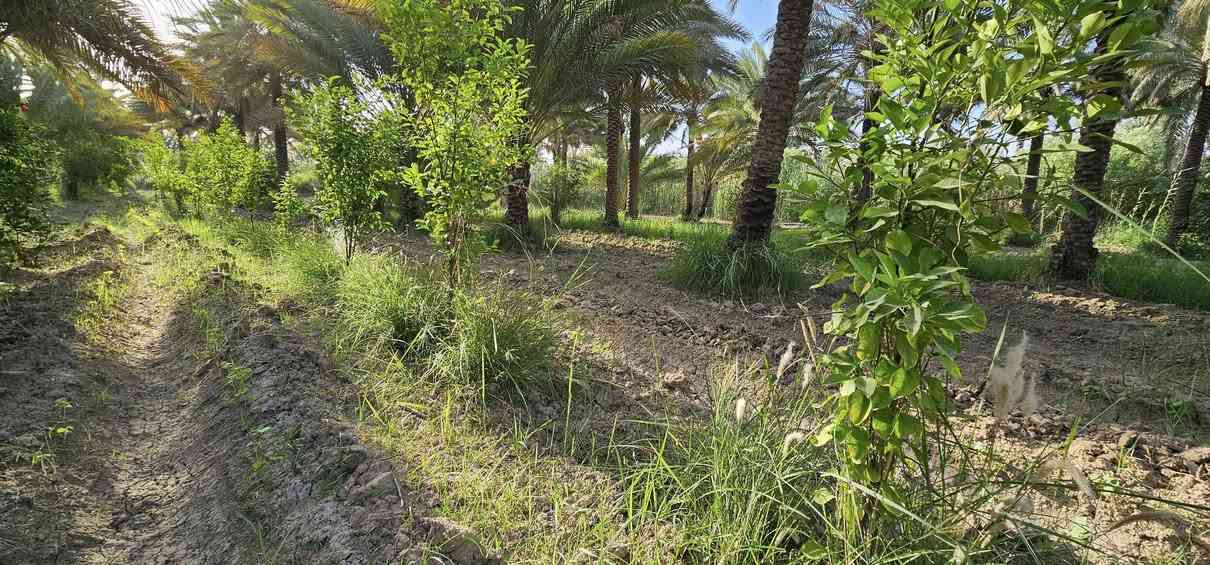 💥أهلا وسهلا بكم متابعينا الكرام 💥 
                    الملاك للعقارات كربلاء 
💢بستان مع دار حديث البناء طابوق درجة أولى 

💢جميع الخدمات متوفرة
💢 جنس الأرض طابو زراعي سند 25 تحويل أسهم بأسم المشتري 
💢 العنوان// كربلاء _ منطقة الإبراهيمية _مقابيل قناة كربلاء بكيلو _ تبعد عن الإمامين عليهم السلام 10 كيلو تقريبا 
🎬 يوجد فيديوا يوضح التفاصيل كاملة 

💢 النجاة في الصدق #المصداقية_عنواننا

أي إستفسار يرجى الاتصال أو المراسلة على الأرقام التالية: 
               محمد أبو ملاك الحسناوي 
☎️ ***********   ☎️***********
