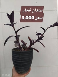 نباتات ظلية • نباتات داخلية • زرع ظلي • سندان • سندان اسمنتي • اصيص زر...