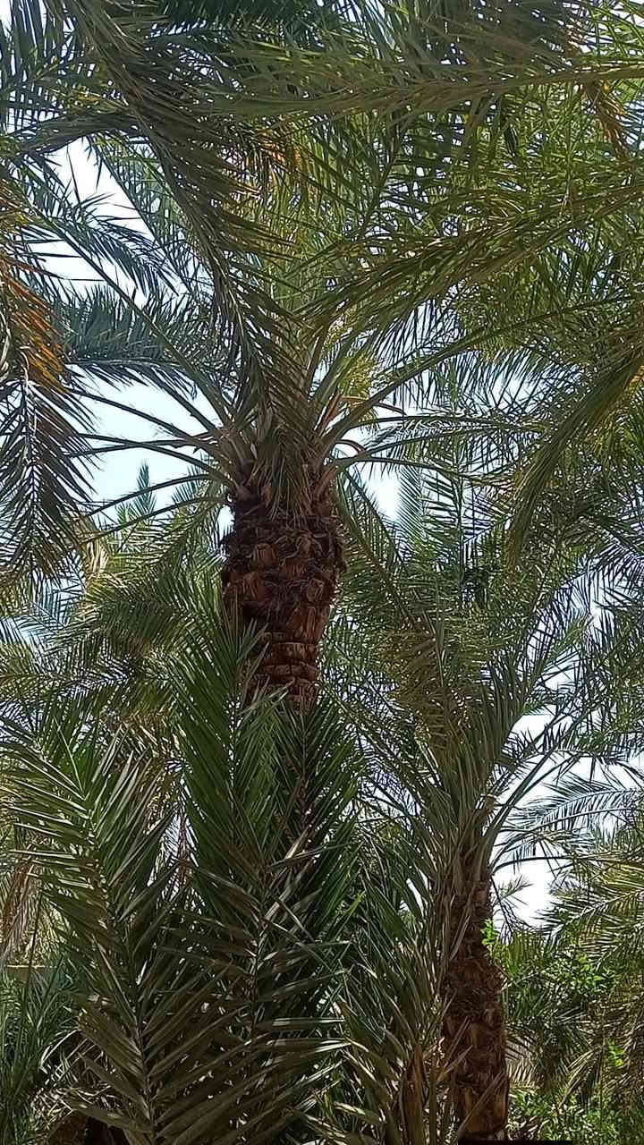 بستان للبيع ابي الخصيب باب طويل (خلف سوك ابي الخصيب )/ طابو صرف ملك يتحول بأسم المشتري مباشر/ مساحه 1000 متر  // يحتوي على دار سكن 3 غرف نوم وديوانيه صاله مطبخ حمامات// بستان حلو ومرتب مزروع نخل وشجر انواع سدر  و البستان علا شارع تبليط خلف البستان نهر جاري ( سعر 160 بيه مجال لشراي)
للاستفسار الاتصال على ***********
