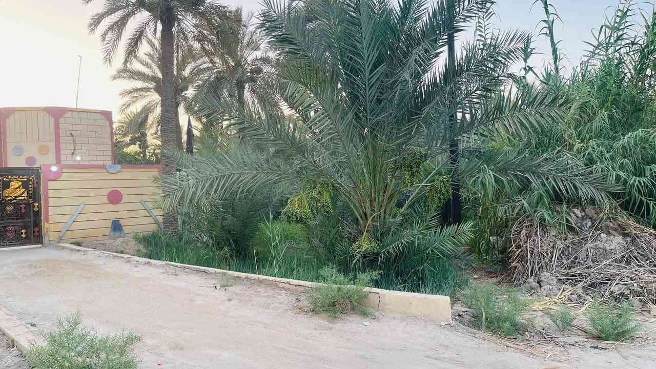 بيت زراعي للبيع مساحه 700 يحتوي ع ٣ غرف معه صالتين + دوانيه 11 متر ومطبخ كبير وصحيات خارجيه وداخلية معه نخل برحي وشويثي+ حديثه كبيره معه  كراج لسيارات وعدك مساحه فارغة تكدر اسويه بستان طريق سوق فضليه قرب شريف الرضي 
قريب ع شارع العام كلش موقع مميز سعر مناسب 70 وبي مجال ***********
