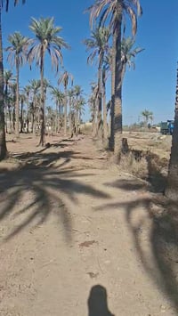 طويريج ام طووب • ٧٧٥م • سند مستقل