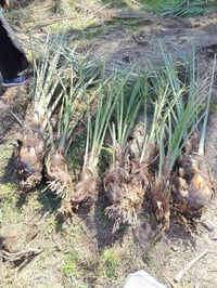 عاجل عاجل للأستفاده والإفادة يوجد لدينا فسيل زهدي للزراعه  حاليا وسعر ...