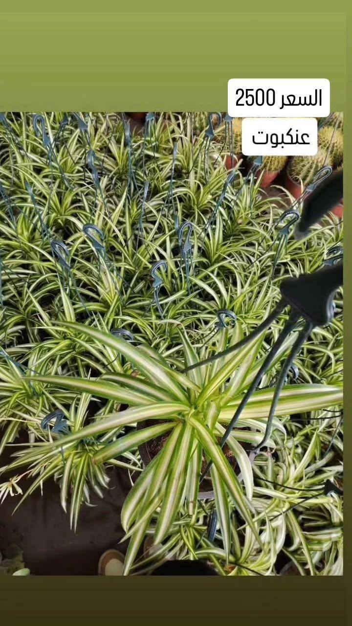 ✨ عروض رأس السنة في مشتل الأميال ✨
استقبلوا العام الجديد بأجواء خضراء ولمسة جمال 🌿
تخفيضات مميزة لفترة محدودة تشمل:
🌱 النباتات الظليّة
☀️ النباتات الشمسيّة
🏺 التحفيات والسنادين
🫙 الدوارق بمختلف الأنواع
📍 العنوان: مشتل الأميال – مغربة
مقابل حي المعلمين الجديد، مجاور شرطة K9
📞 للاستفسار: ***********
🎉 لا تفوّتوا الفرصة… جمال الطبيعة بأسعار رأس السنة 🎉
