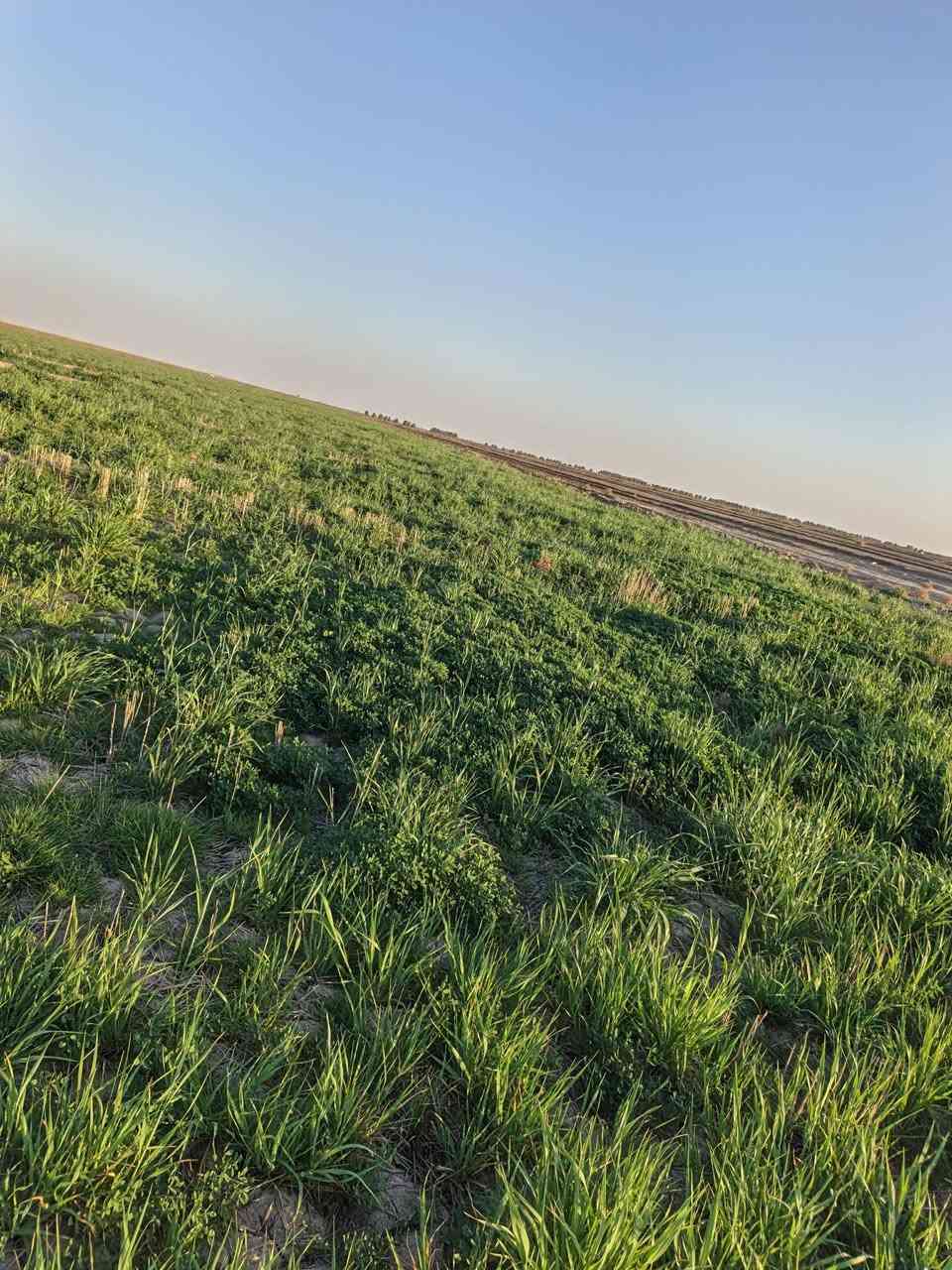 السلام عليكم جاير للبيع 30دونم المكان بابل الغزالي علمالح‏‪***********‬‏
