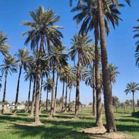 يوجد دونم طابو ملك صرف مع مشتمل للبيع منطقة أبي غريب حميد شعبان السعر ...