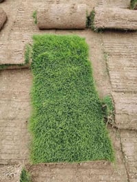 🌱🇮🇶 لكل شخص يشوف هالكلام، إحنا عدنا مشروع ثيل طبيعي وتشجير وحدائق، وهد...