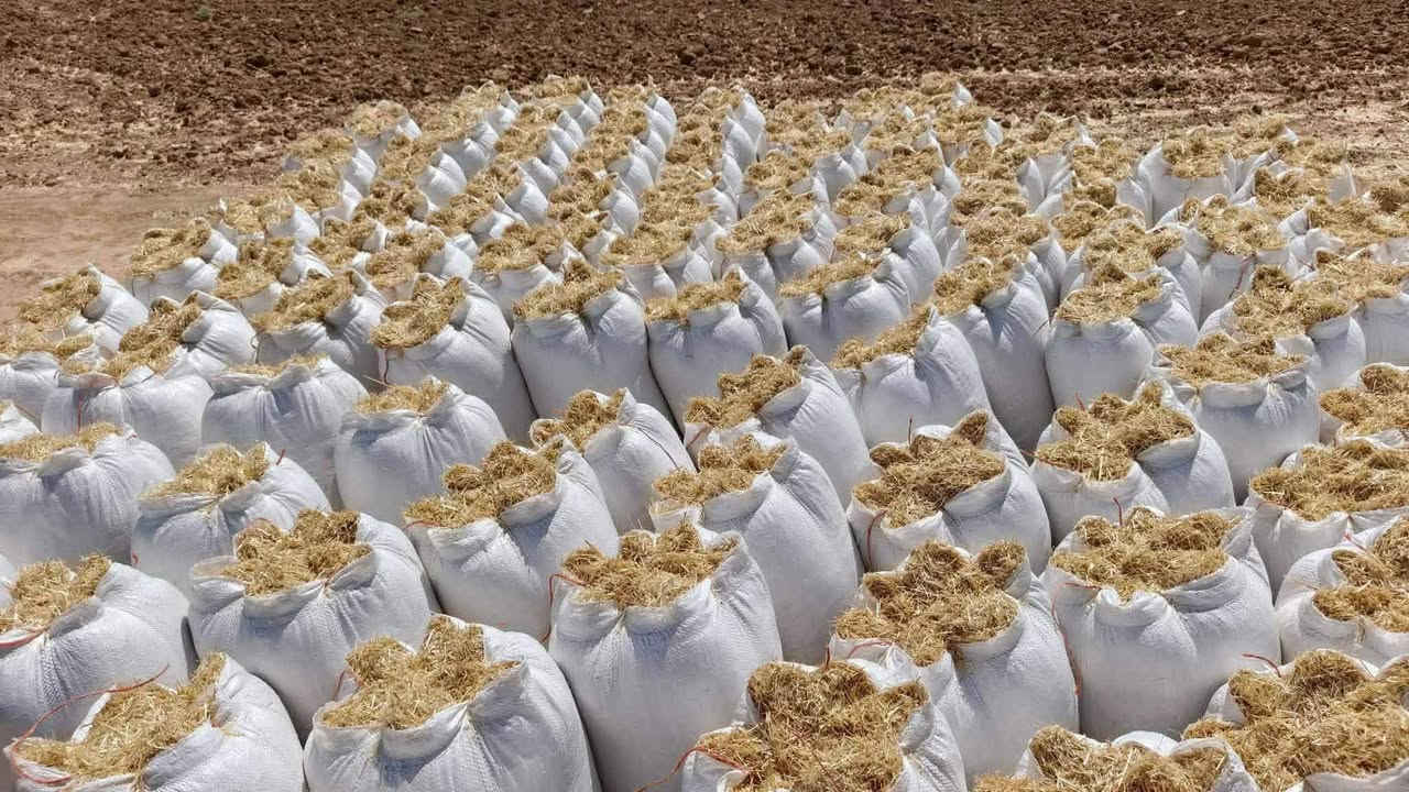 السلام عليكم عندي تبن حنطة للبيع الكمية شكد تريد موجود كواني طحين حجم 60  الزوج 2500وتوصيل حسب الاتفاق الاتصال 👈 ***********
