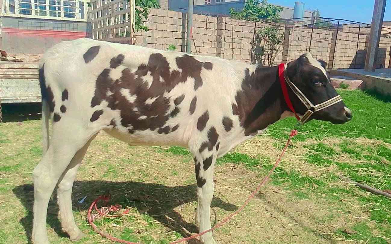 بسم الله ماشاء الله
بچر اصلية  رقم واحد 
 درجى اولى مال جنيه 
السعر مليون و 50 بيها مجال قليل
شرط اچل وشرب ونصاحة 

المكان  صلاح  الدين الشرقاط الخظرانيه
*********** اتصال + واتساب
‏‪***********‬‏ اتصال
