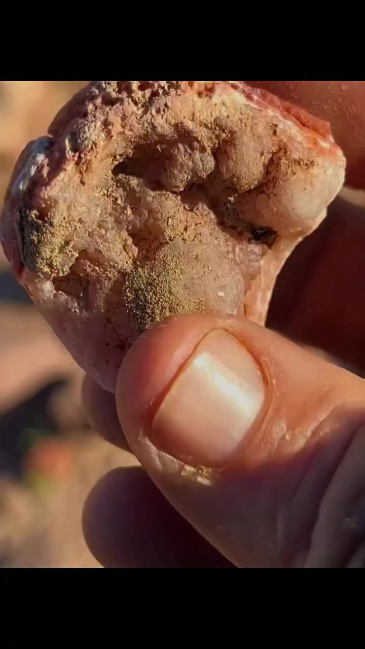 This carnelian agate has a stunning botryoidal formation. The internal translucency of the stone reveals a high-purity silica lattice, while the deep orange "sunset" tones are a result of concentrated iron oxide.  #امودو_على_الدراجات
 #omarthemoroccanrockhound
 #omarthemoroccantraveller
#atlasmountains
#omarsstones


**إذا كنت صاحب هذا الإعلان وتريد حذفه لأي سبب، رجاءا أرسل رسالة إلى الدعم الفني**