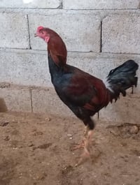 ديوك هراتي • ديوك بوطوني • ديوك عرب فول فول