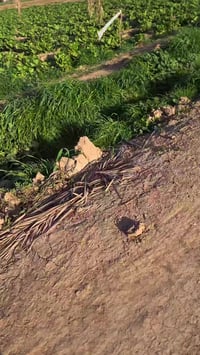 ٧٥ دونم • طابو سند ٢٥ • شمال العزيزيه القطنيه