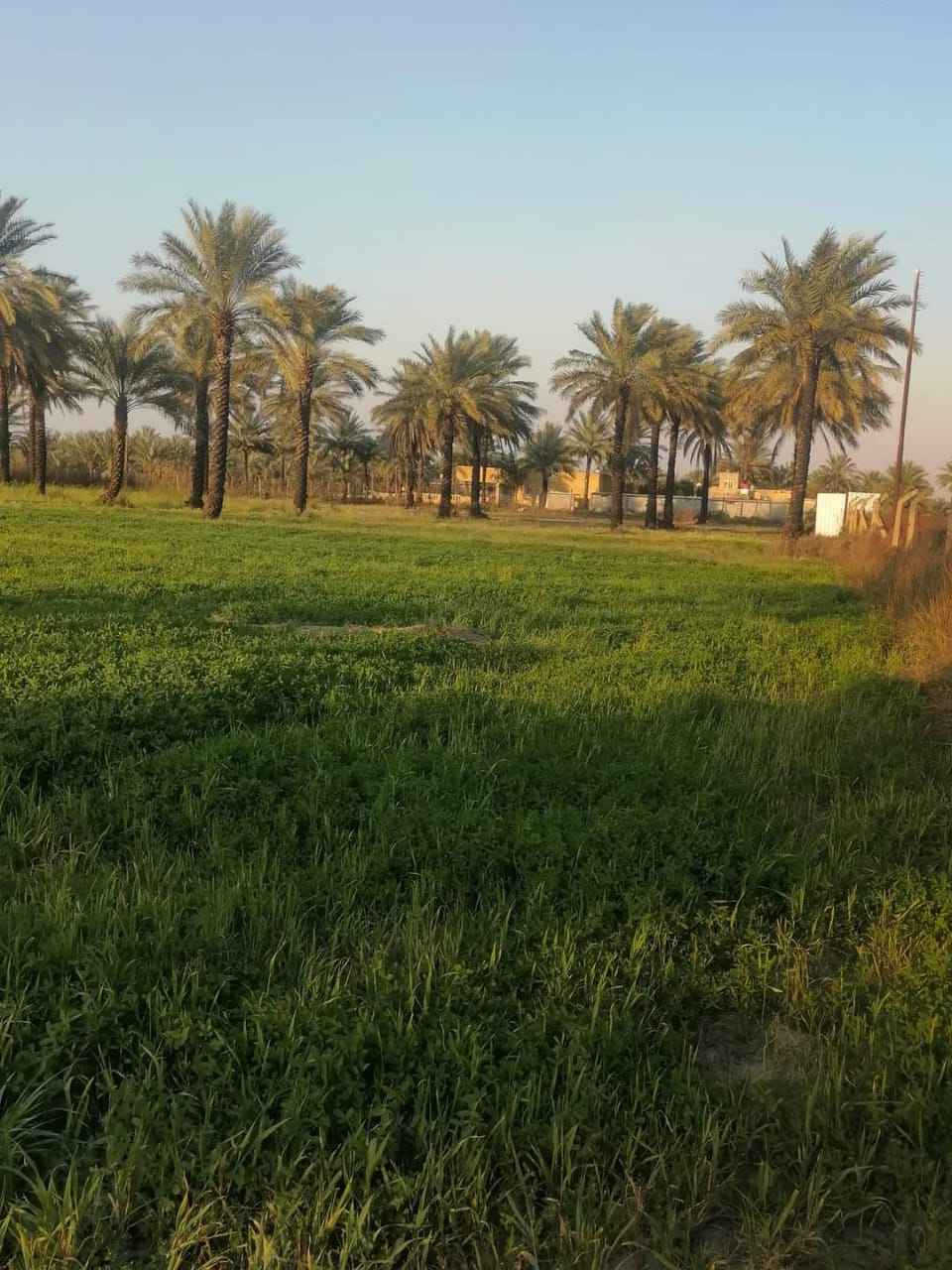 مزرعه 3دوانم ملك صرف طابو .التويثه الشرقيه بالورديه مساحه رائعه مستطيله 106×72
سعر الدونم على الخاص رجاءا بغداد, العراق


**إذا كنت صاحب هذا الإعلان وتريد حذفه لأي سبب، رجاءا أرسل رسالة إلى الدعم الفني**