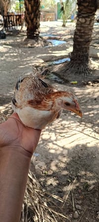 فروجات دندروي • دجاج دندروي • دجاج للبيع • طيور دندروي • دندروي • بيع ...