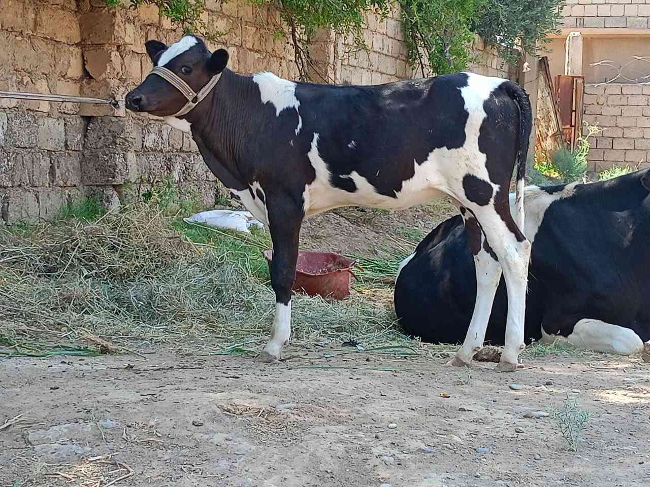 السلام عليكم
حوليه جنس فريزي الأصلي
شرط اجل وشرب ونصاحه 
حلوه مال جنيه حوليه صوره وصوت
م. صلاح الدين. الشرقاط . الخضرنيه 
***********
يوجد توصيل
