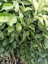 حمضيات • نارنج • بغداد كريعات