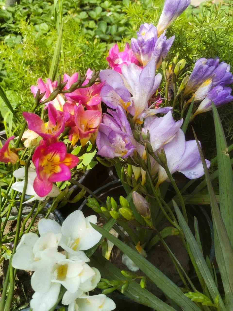 عروض اليوم...🌹🌹 كمية محدودة
سباركس بالفين💐💐
سجاد بالفين🍒🍒
خد عروس بالف ونص🙃🙃
ابصال والفيريزيا ب٣💞💓
كراسيولا ب٥🥰🥰
شمعدان ب٥🤩🤩
متوفر عصا موسى بالفين فقط💝💝
💗💗العرض ثلاثة أيام  لغاية الخميس💗💗
اسعارنا تنافسية واحجام لنباتات حلوة مقارنة باسعارها
للحجز مراسلتنا خاص او الاتصال بالرقم ***********
عنواننا خانقين بختياري الثانيا نهاية شارع العصائب واسواق صالح حمود وعدنا توصيل داخل خانقين
راسلونا وتدللون
