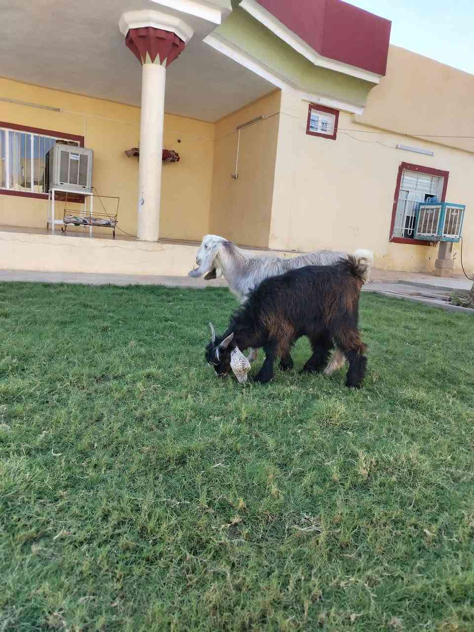 مشاءالله جدايه ثنين حلوات شرط النصاح على كل عيب السعر 260  العنوان القائم كرابله تواصل على  الرقم***********
