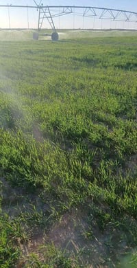 ٨٠ دونم • ٢ بير ارتوازي • مرشة محورية ٤٨ دونم