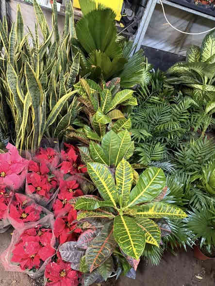 تم وصول وجبه جديده من النباتات الداخلية والخارجية🔥🥰
وبعروض وبأسعار كلش مناسبة 🗣
نباتات هولنديه داخليه اشجار ظليات 
نباتات خارجية للحدائق نباتات مائيه 
كل ماعليك تحجز وتستفسر داخل الصفحه 
للحجز يرجى مراسلة الصفحه تتوفر خدمة توصيل لكافة مناطق الفلوجه
***********
