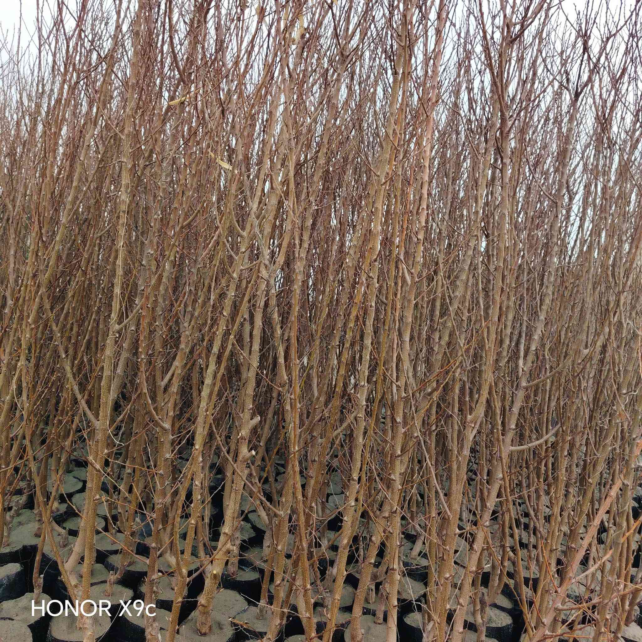 يتوفر لدينا اجود انواع فاكهة الحمضيات والنفضيات.
جميع الشتلات مطعم ومكفول واحجام مختلفه او اكثر.
ملائمة أجوائنا ذو إنتاج وفير. بيع جمله ومفرد.
للحجز والاستفسار الاتصال على الرقم *********** جاسم الخليفاوي العنوان الخالديه شارع العام مقابل بلديه الخالديه
