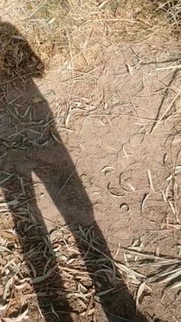 كاروضة • نظيفة • الحلة