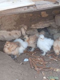 افراخ سلكي • طيور سلكي • طيور الزينة • بيع طيور • حيوانات اليفة