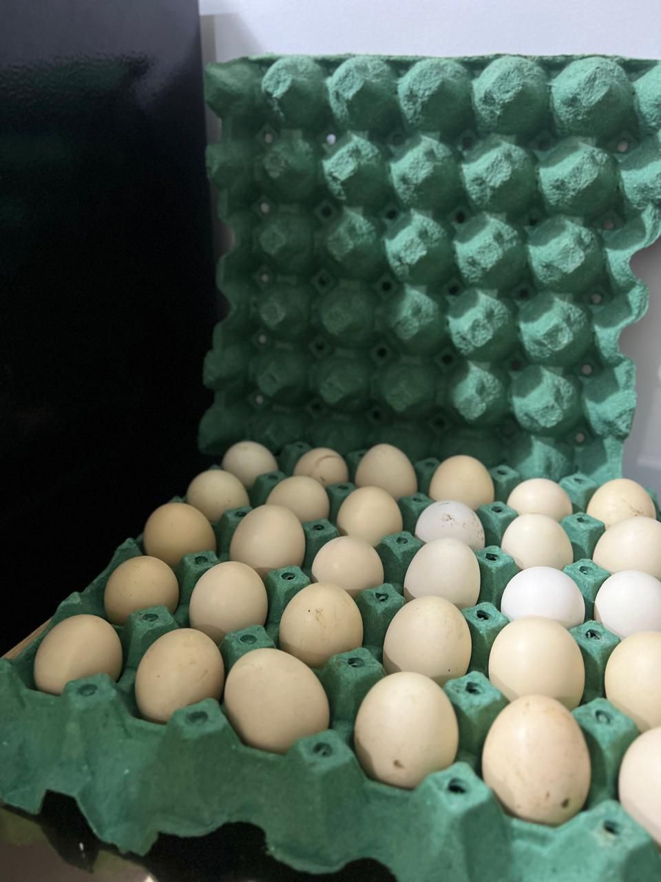 متاح طبقة بيض السعر ١٠ آلاف نسبة الشد كلش زينة مدة الخزن قليلة .
قضاء الهوير


**إذا كنت صاحب هذا الإعلان وتريد حذفه لأي سبب، رجاءا أرسل رسالة إلى الدعم الفني**