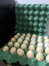 طبقة بيض • إنتاجية عالية • قضاء الهوير