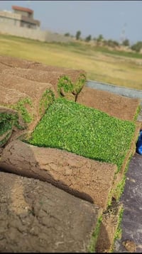 ثيل ديالى الطبيعي 🍀 متوفر كافة انواع الثيل الثيل امريكي والهندي والايط...