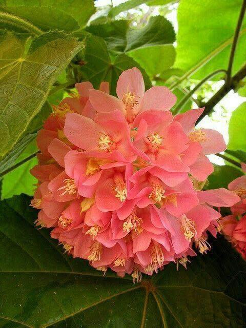 مشتل بيروميا 🌿✨
توفرت شتلات شجرة الدومبيا
Dombeya burgessiae 🌸
💰 السعر: 8 آلاف فقط
📏 الارتفاع: من 60 إلى 70 سم تقريباً
🚚 التوصيل: متوفر لجميع محافظات العراق

🌱 المواصفات:
شجرة زينة رائعة تتميز بأزهارها الوردية الجميلة والمتجمعة بشكل جذاب، تعطي منظر فاخر ومميز للحدائق والبيوت.

☀️ التحمل:
تتحمل الأجواء الحارة وتنجح في الأماكن المشمسة وشبه الظل مع عناية معتدلة.

🌸 الفوائد:
تضيف لمسة جمالية فريدة للمكان، وتتميز بسرعة نمو جيدة وتزهير جميل يجذب الانتباه.

📞 للطلب والاستفسار: ***********
✨ اقتنِ شتلتك الآن وأضف الجمال والرونق إلى حديقتك ✨
