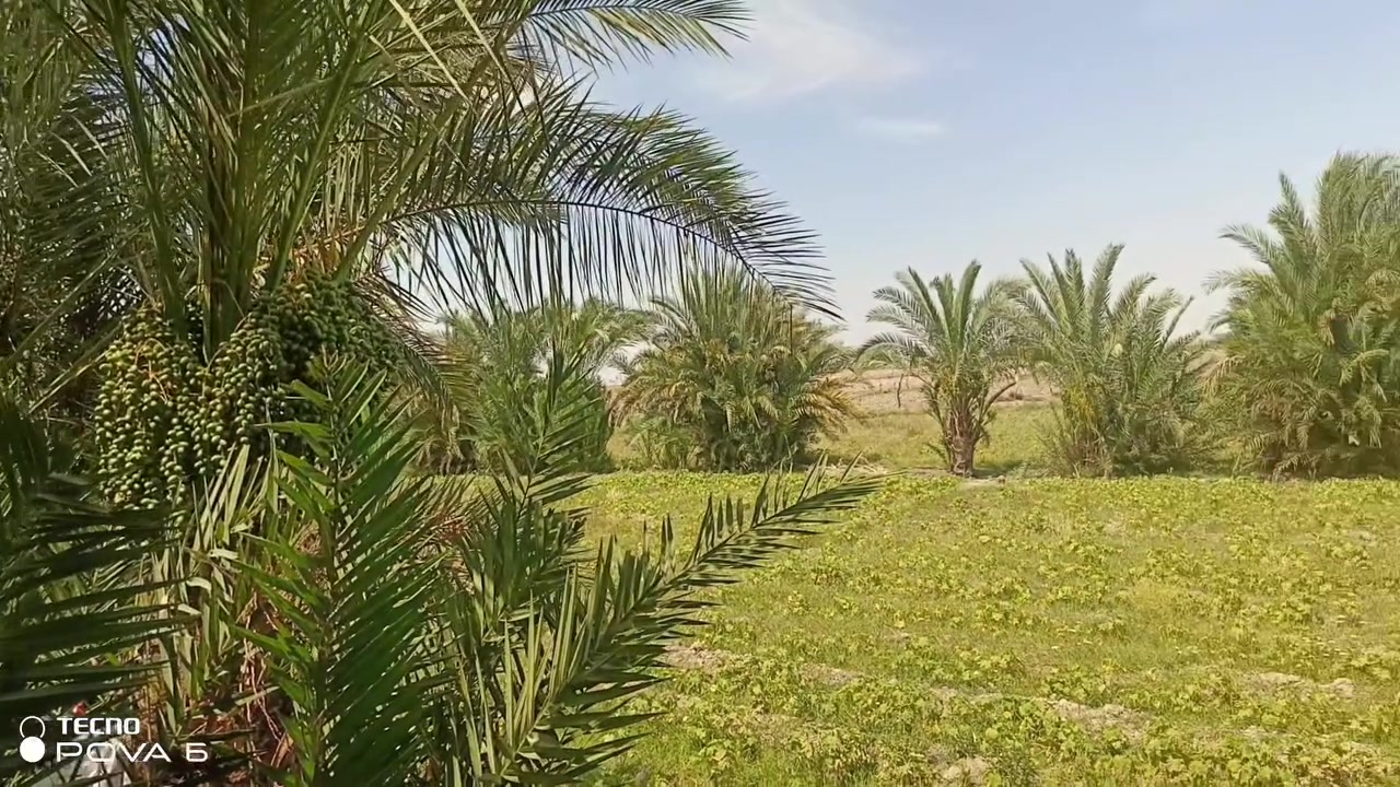 سلام عليكم  ارض زراعيه البيع 6دونم بستان نخل معه بيت جميع الخدمات ماء كهرباء  مدرسه تبعد عليه 500متر  العنوان ميسان قضاء الكحلاء قريت البحاثه تبعد عن علي الزكي 5دقايق   
‏‪***********‬‏
