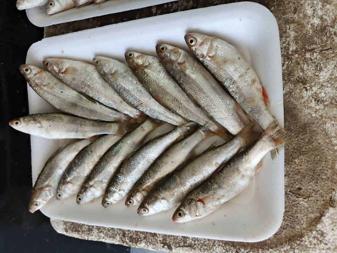 عمي عرض اليوم الاثنين كيلوين ابو زريده ب 15
شرط تازه وجديد
توصيل اكو 
حرشه خشنه كيلوين ب 15 الف 
عراقيه كله كصه وحده
***********
*********** واتساب
العنوان الديوانية سوق العروبه مقابل صيدليه الغيث الفلكه النافوره طرشي رمانه قرب مأكولات المصلاوي
