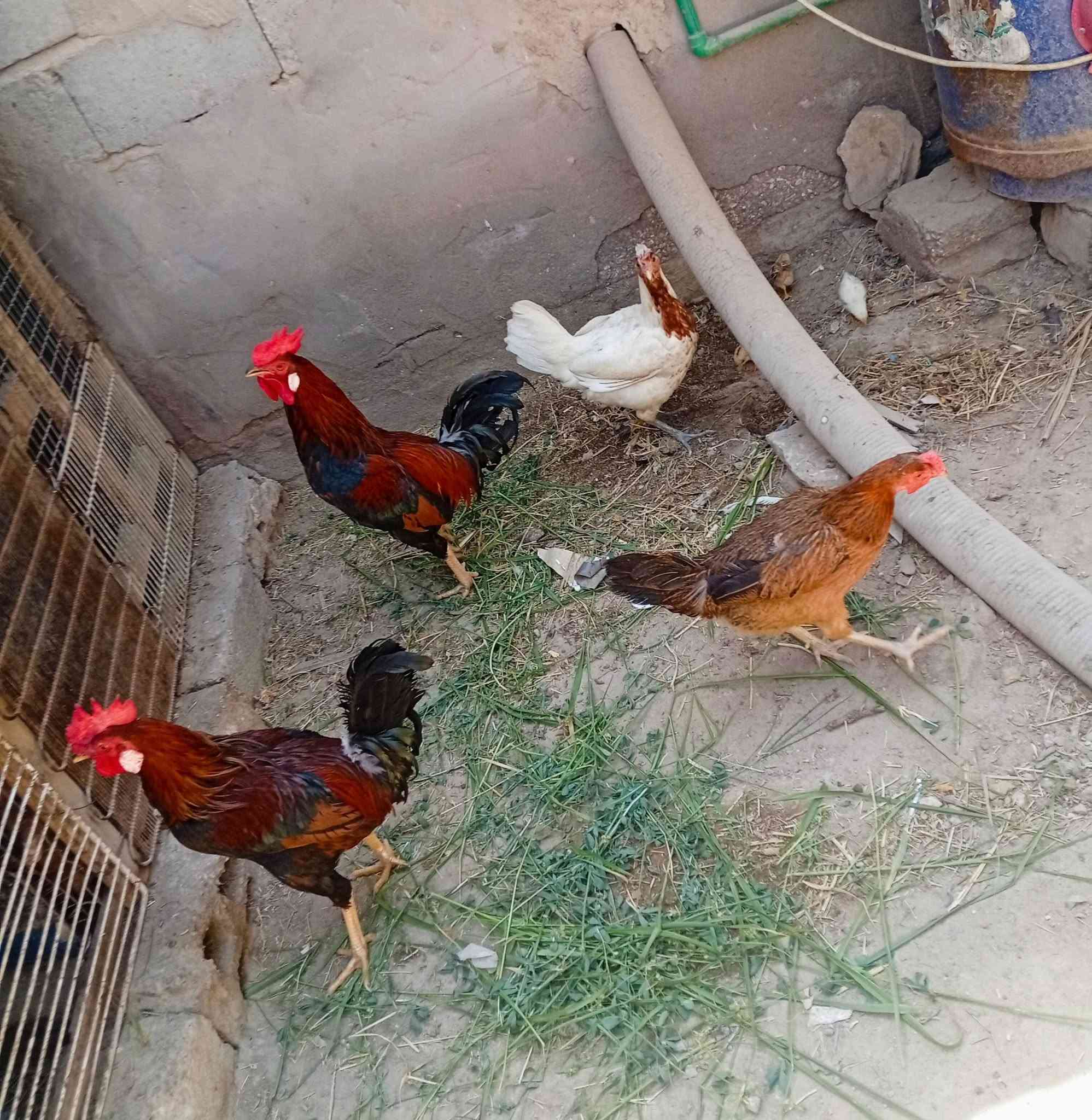 متاح التفاصيل داخل المقطع الشراي يتصل لويراسلني خاص اويدلل (***********)
