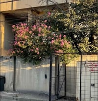 دار قديم • 240م • حي الانتصار