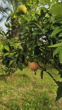 دونم • طابو زراعي • حميد شعبان الوسطاني