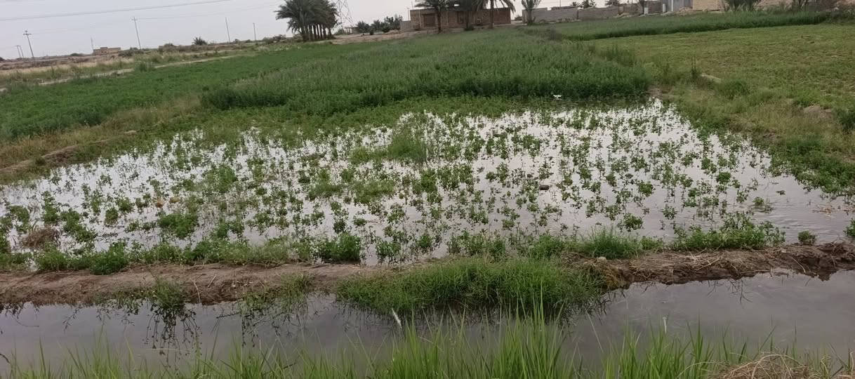 السلام عليكم ارض زراعيه للبيع الديوانيه قضاء السنيه تبعد 6 كيلو عن مركز السنيه طريق الساده ال معله مباشرة ع شارع كافه الخدمات ماء اساله وتبليط  قانون 117 مساحتها  7 دونم مع  بيت 300م طابوق  بنيان جديد عكاده (غرفتين  وصاله واستقبال) معه حقل حلال معه مضخة ماء 
الإتصال ع الرقم 
***********
